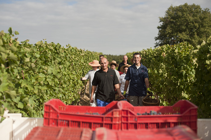 2015年份，意大利酿酒葡萄的大丰收！
