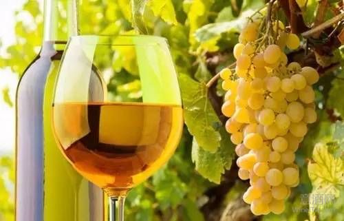 两难之选：意大利红葡萄酒真的比白葡萄酒好吗？