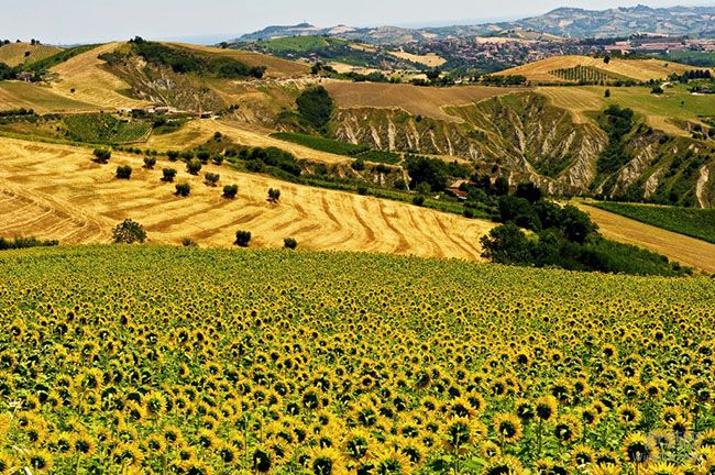 感受意大利中部本土葡萄的魅力 马尔凯大区皮切诺（Piceno）产区