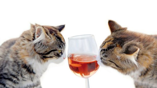 喵星人有“葡萄酒”喝了　跟你的爱猫来一杯吧
