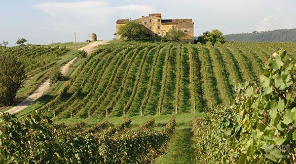 坎蒂（Chianti）葡萄酒 高性价比的意大利经典佳酿
