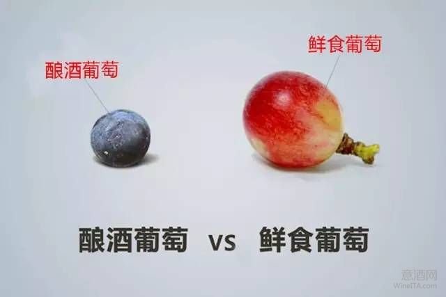 酿酒葡萄与鲜食葡萄有什么区别？