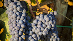 2015年意大利酿酒葡萄种植面积统计数据公布