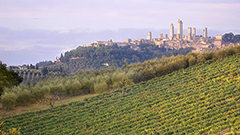 维娜恰Vernaccia di San Gimignano--托斯卡纳大区唯一的DOCG白葡萄酒