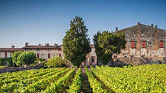 意大利2016年夏季气候利于提升葡萄品质