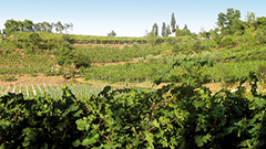 两千多年历史的葡萄酿造了特拉迪佛蒂Valdadige Terradeiforti DOC葡萄酒
