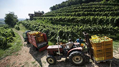 弗朗齐亚柯达Franciacorta产区开启2016葡萄丰收季