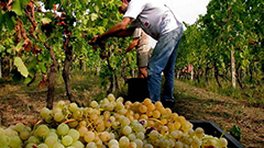 2016年意大利酿酒葡萄预计增产百分之五