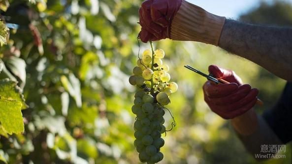2016年意大利各大产区葡萄酒产量预测