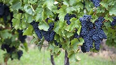 新规：2017年起黑珍珠和格里洛葡萄只能酿造西西里（Sicilia DOC）法定产区葡萄酒