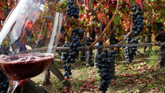 UIV：2016年意大利葡萄酒在国内外市场双增长