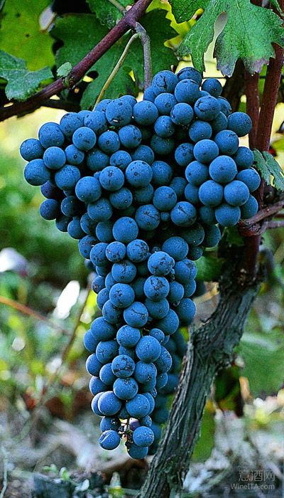 Nebbiolo --意大利葡萄品种漫谈（系列5）
