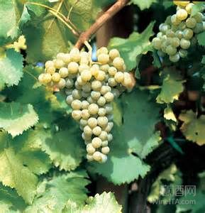 Friulano和Ciliegiolo --意大利葡萄品种漫谈（系列6）