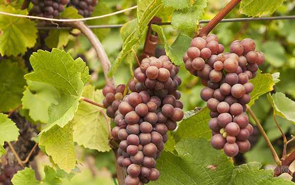 Pinot Gris和Lagrein——意大利葡萄品种漫谈（9）