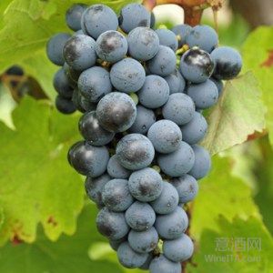 Sagrantino-意大利葡萄品种漫谈（10）