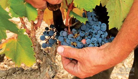 带你了解西班牙伟大的葡萄品种——Mataro