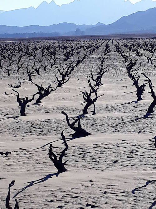 南非大旱 预计2018年葡萄减产50%