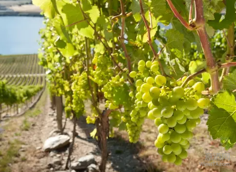 新西兰葡萄酒可持续发展成果获年度绿色倡议奖