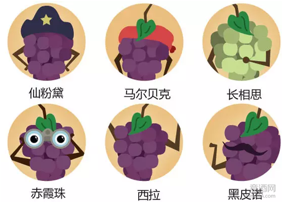 6张图带你了解新世界最常见的葡萄品种