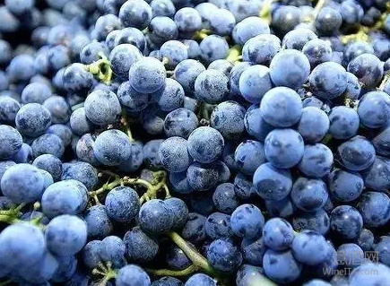 葡萄酒由葡萄酿造而成，为什么却没有葡萄味