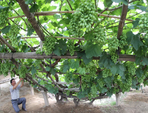 意媒体：意大利人应支持中国葡萄酒产业的发展
