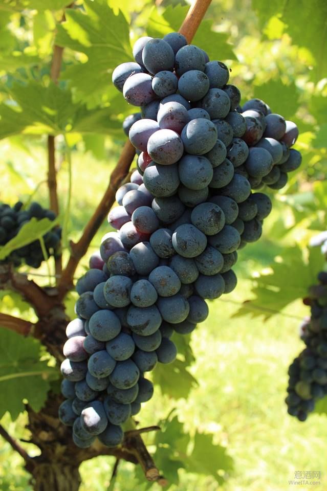 意大利的葡萄熟了！ 四个维度判断酿酒葡萄的成熟