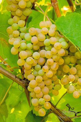 失而复得的菲亚诺Fiano  “戏路”超宽的传奇白葡萄品种