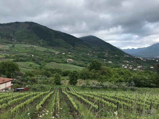 多姿多彩的意大利南部高品质原生葡萄品种潜力产区 伊皮尼亚（Irpinia）