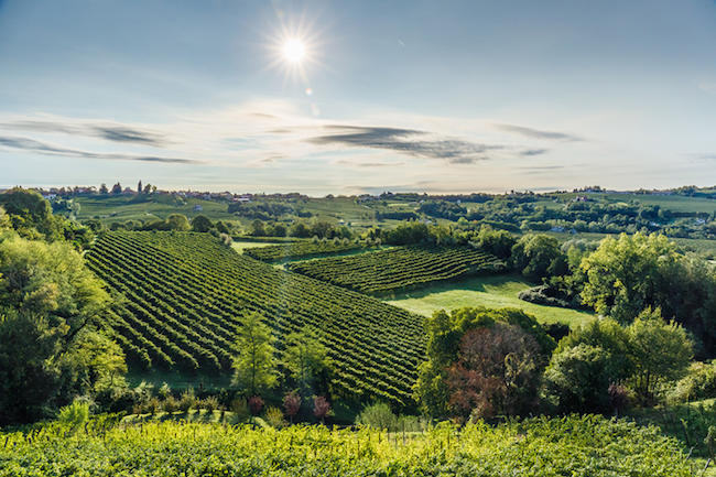 2018财年意大利葡萄酒企业营收排行榜：第6-第10位