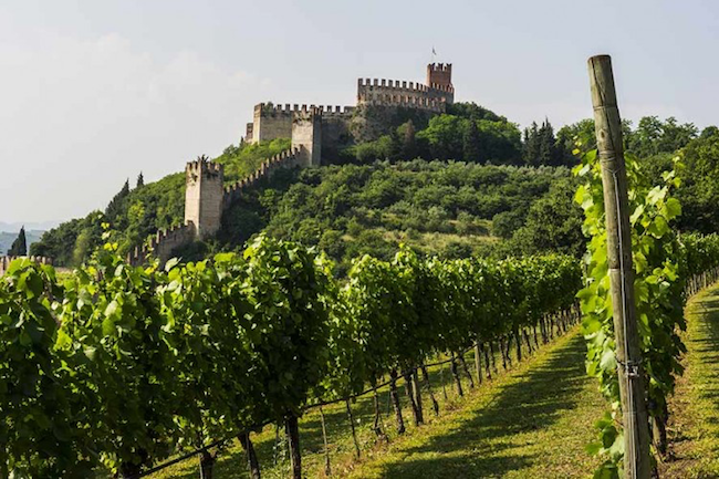 2018财年意大利葡萄酒企业营收排行榜：第11-第15位
