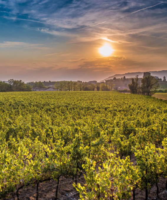 2018财年意大利葡萄酒企业营收排行榜：第46-第50位