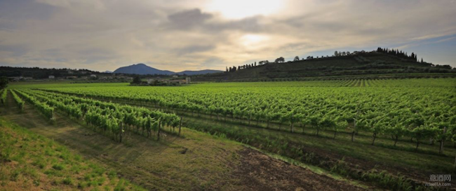 2018财年意大利葡萄酒企业营收排行榜：第51-第55位