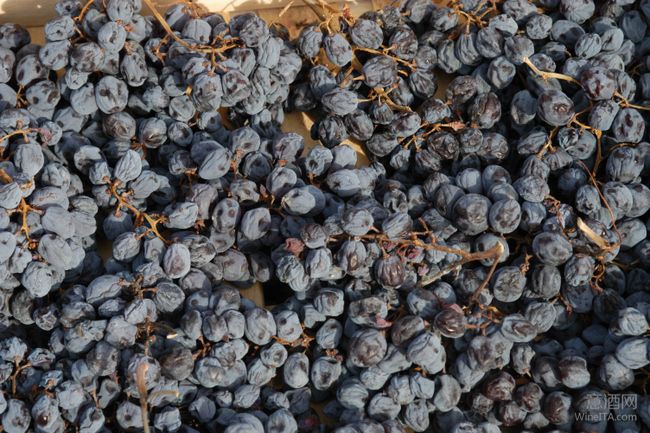 柯维娜Corvina等混酿葡萄的独有特性 是成就阿玛罗奈Amarone高品质和独特性的关键
