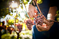 官宣｜2020意大利继续蝉联全球葡萄酒产量第一 整体品质优异