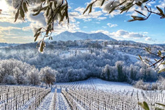 FISAR专栏｜意大利美酒的袖珍宝盒 奥斯塔谷Valle d'Aosta