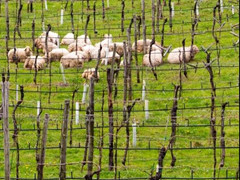 趣闻 | 葡萄园放牧葡萄受益 有机农业持续发展