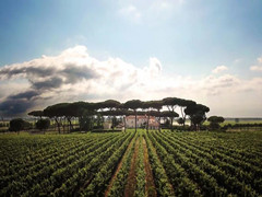 OIV2020世界葡萄酒报告解读-2 | 意大利出口量全球第一 起泡酒贸易额降15%