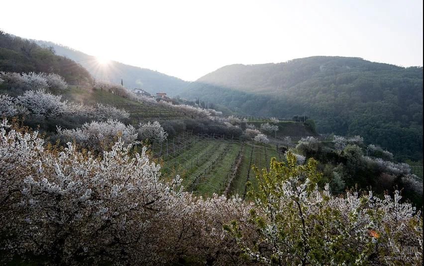 Weinwirtschaft,威尼托,Cantina Valpolicella Negrar,马尔凯,托斯卡纳