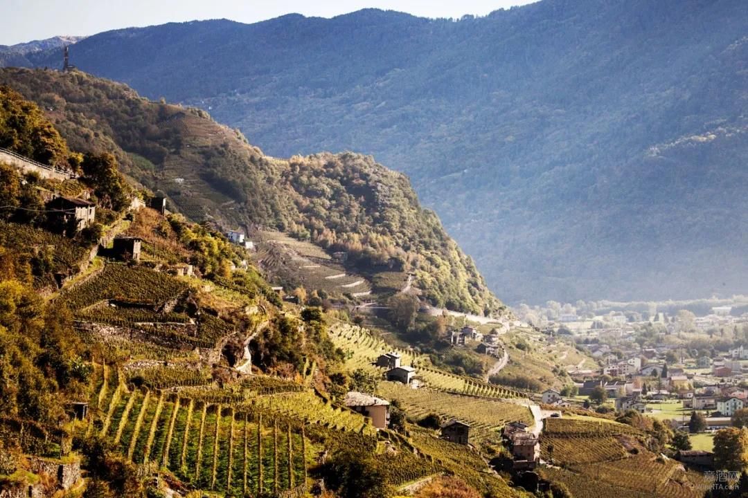 产区 | 高山风土造就风格独具的高品质内比奥罗葡萄酒 伦巴第Valtellina法定产区的思变与突破