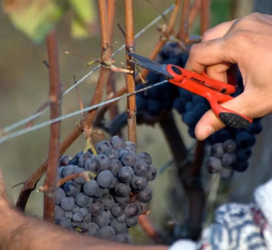 威尼托,阿玛罗奈,瓦玻利切拉,里帕索,朗格,Valpolicella,Veneto