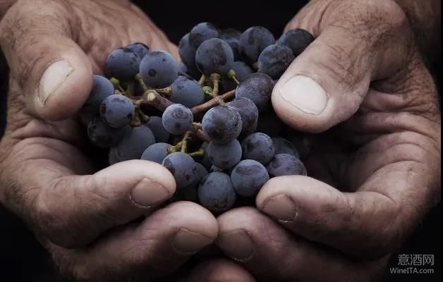 意大利葡萄酒联合会,UIV,ISMEA,葡萄酒产量,葡萄收获