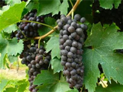 意酒网葡萄品种速览-2 | 柯维娜Corvina 不风干也有上佳表现的多能品种