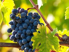 意酒网葡萄品种速览-3 | 风土演绎的百变魅力 意大利种植最多的红葡萄Sangiovese桑娇维塞与相关产区