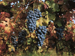 意酒网葡萄品种速览-5 | 大酒潜质已经显现 意北主要红葡萄品种巴贝拉Barbera的前世今生