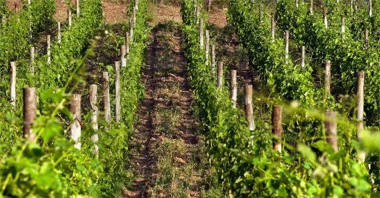 意酒产区课堂-8丨阿斯蒂的巴贝拉Barbera d’Asti DOCG保证法定产区 高性价比的高品质红酒产区