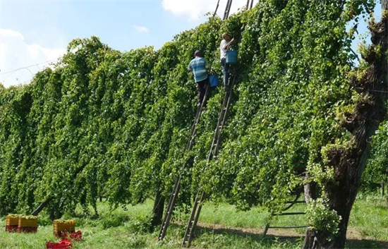 葡萄栽培丨比大树还高的葡萄藤见过吗？曾让歌德震惊 “向杨”而生的Asprino葡萄藤管理