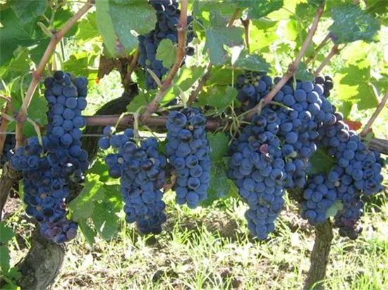 意酒葡萄课堂-9 | Aglianico阿耶尼科葡萄 酿造南部高品质红酒的王者