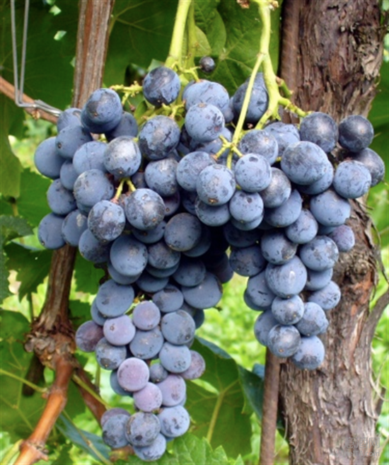 意酒葡萄课堂-12 | Nero d'Avola黑达沃拉凭高性价比拓展市场的 意酒葡萄课堂-12 | Nero d'Avola黑达沃拉凭高性价比拓展市场的
