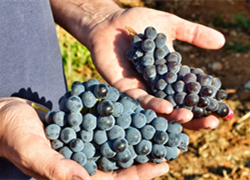 意酒葡萄课堂-12 | Nero d'Avola黑达沃拉 凭高性价比拓展市场的西西里岛标志本土红葡萄