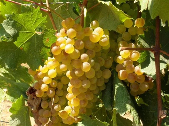 意酒葡萄课堂-13 | 维蒙蒂诺Vermentino 在意大利不同风土均有上佳表现的国际白葡萄品种